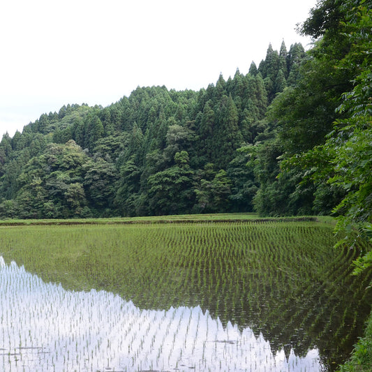 輝北米(鹿児島県産)