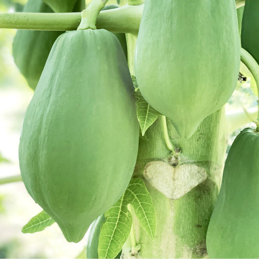 有機青パパイヤ