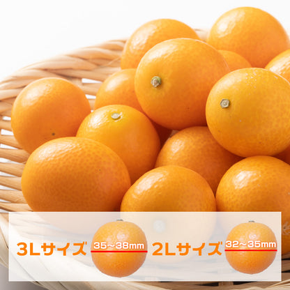 まるちゃんきんかん