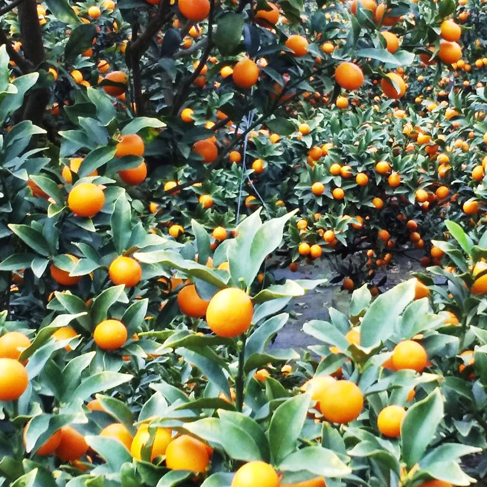 まるちゃんきんかん