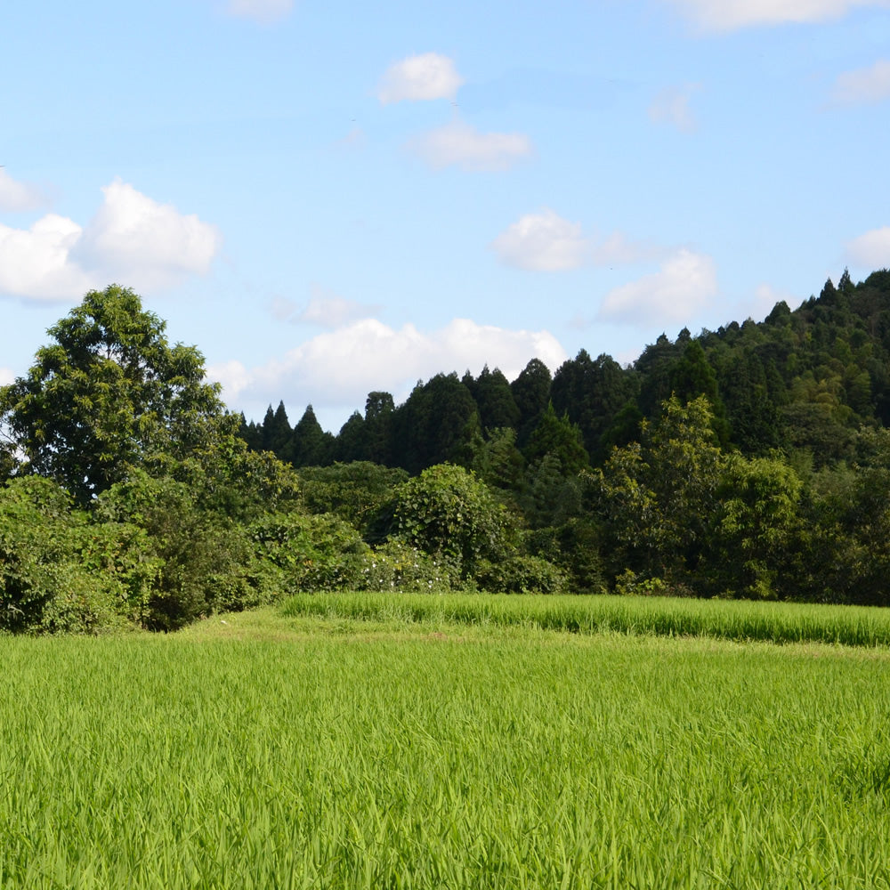 輝北米（鹿児島県産）