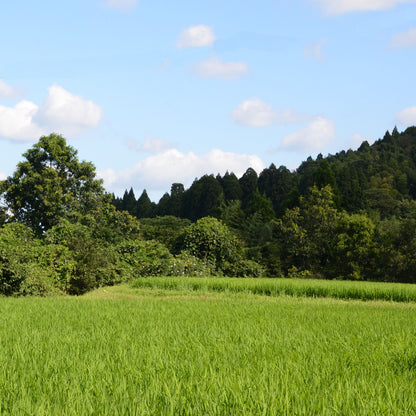 輝北米（鹿児島県産）