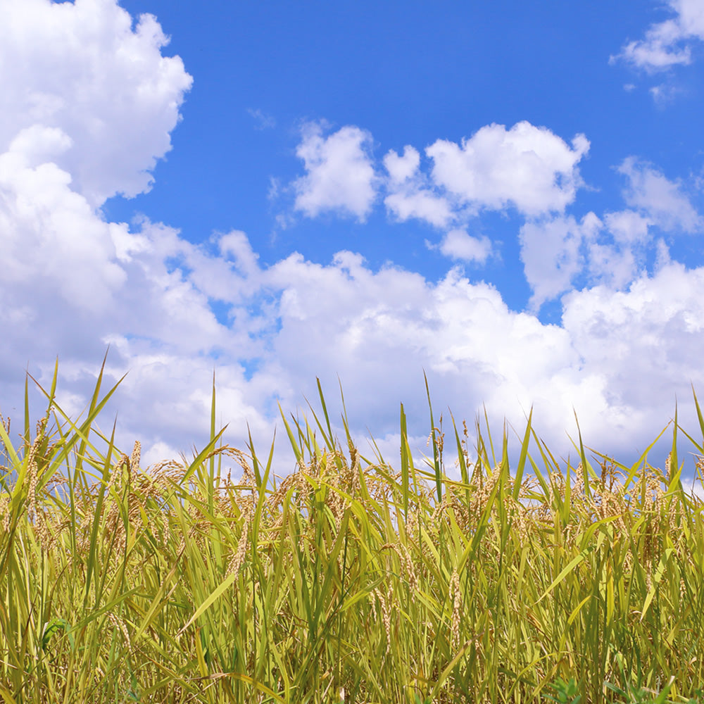 輝北米（鹿児島県産）